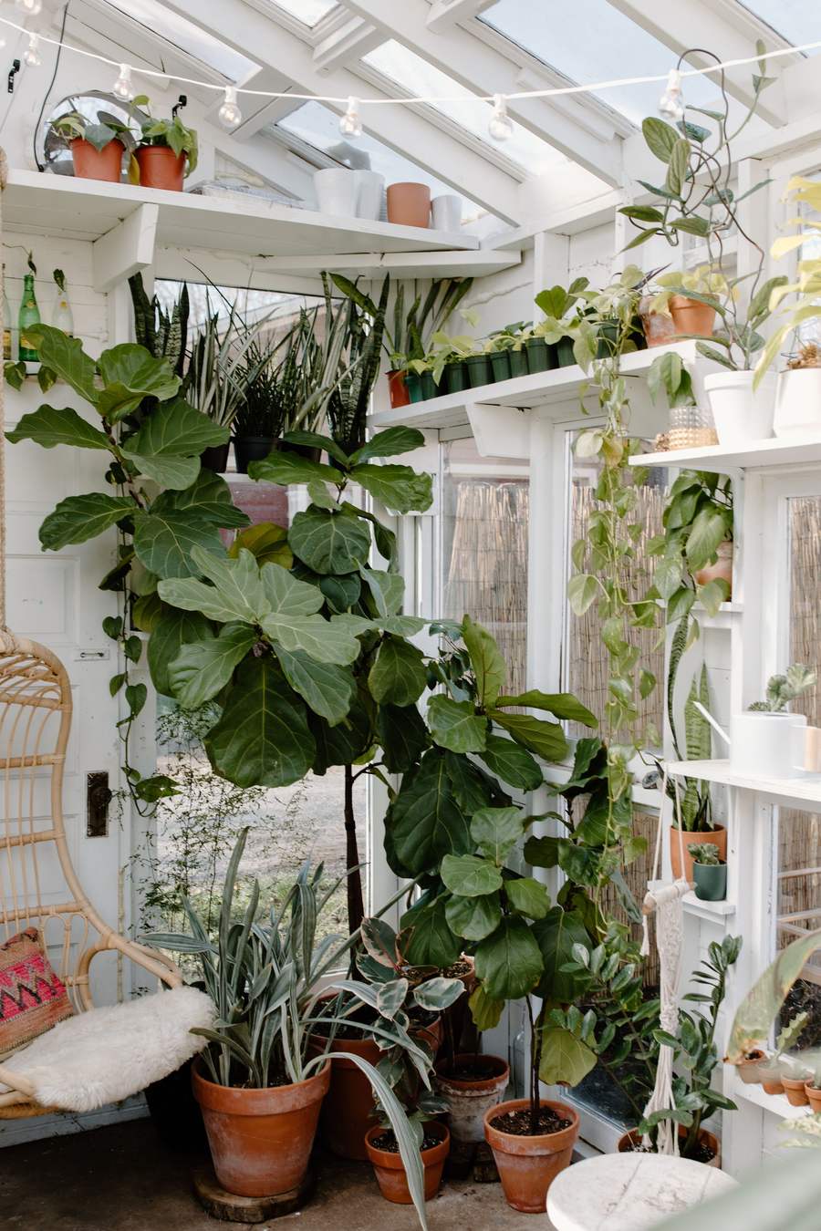 A bright plant room with fiddle leaf figs, trailing vines, and terracotta pots on white shelving.