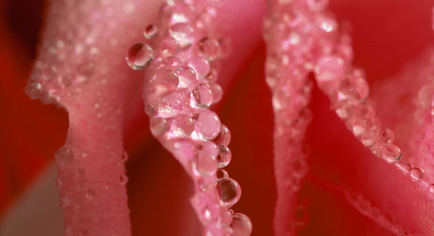 A close-up of dew beading along the curled edge of a pink rose petal.
